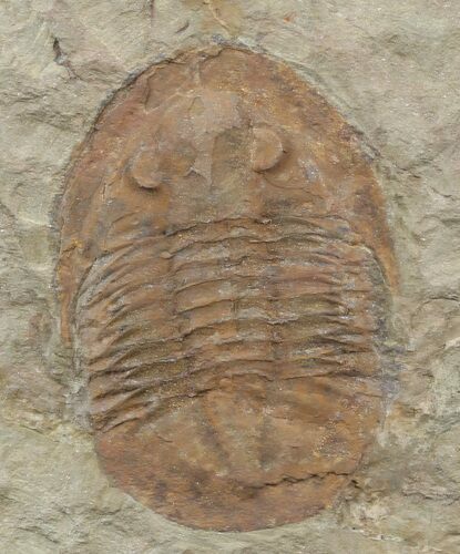 Ordovician Asaphellus Trilobite - Morocco #45089